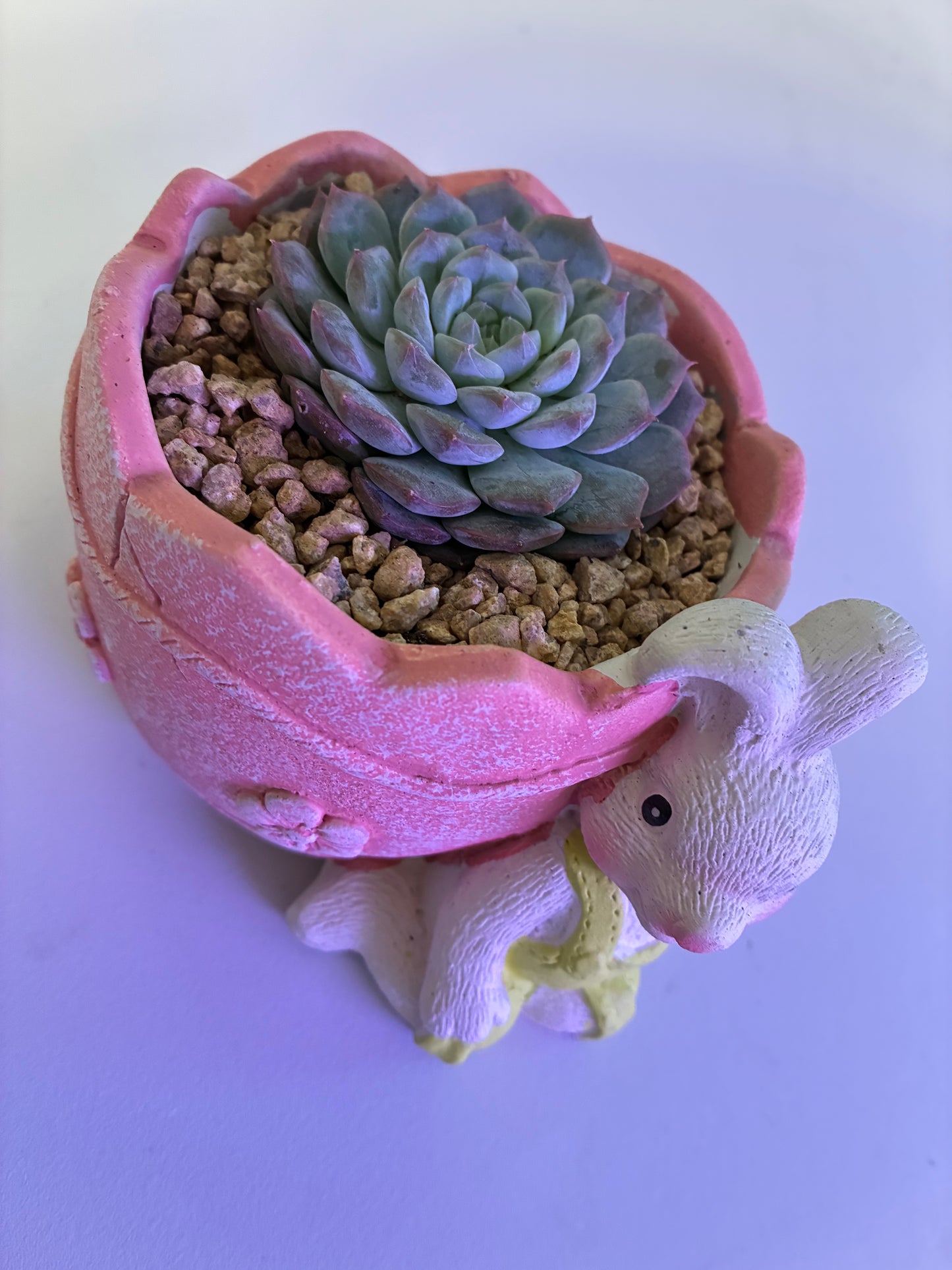 Echeveria Ice crystal