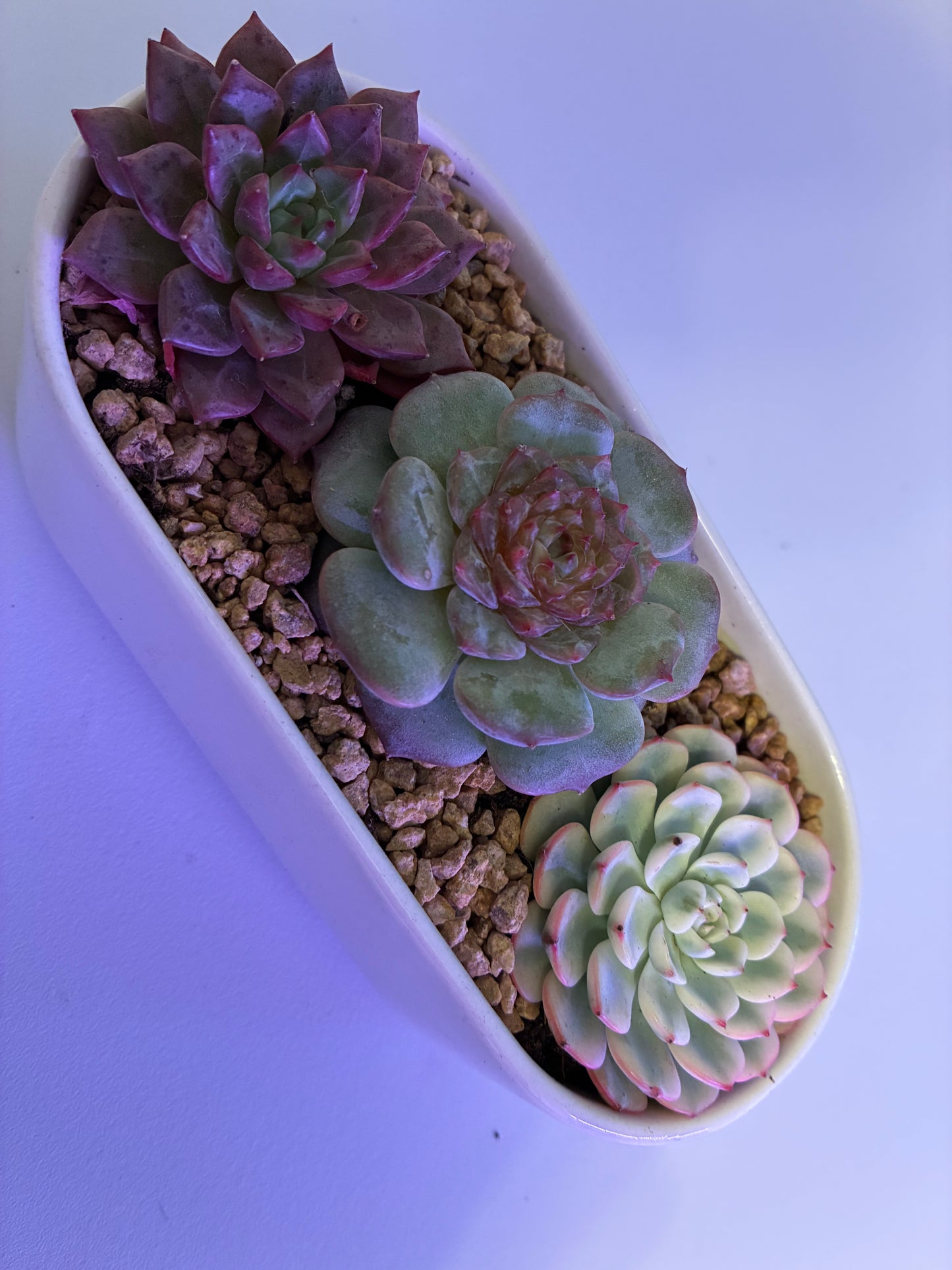 echeveria tinkerball variegated