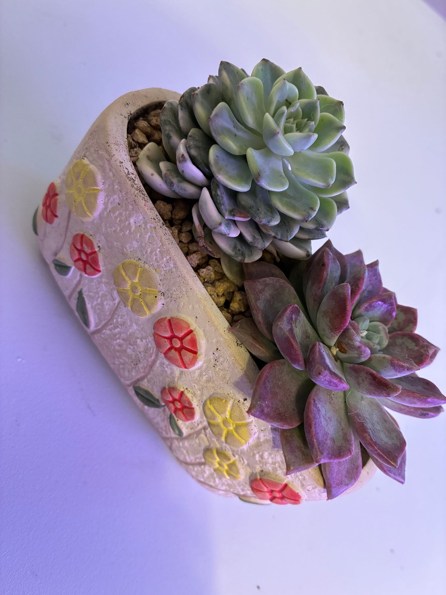 Echeveria ‘Pink Aurora’ 