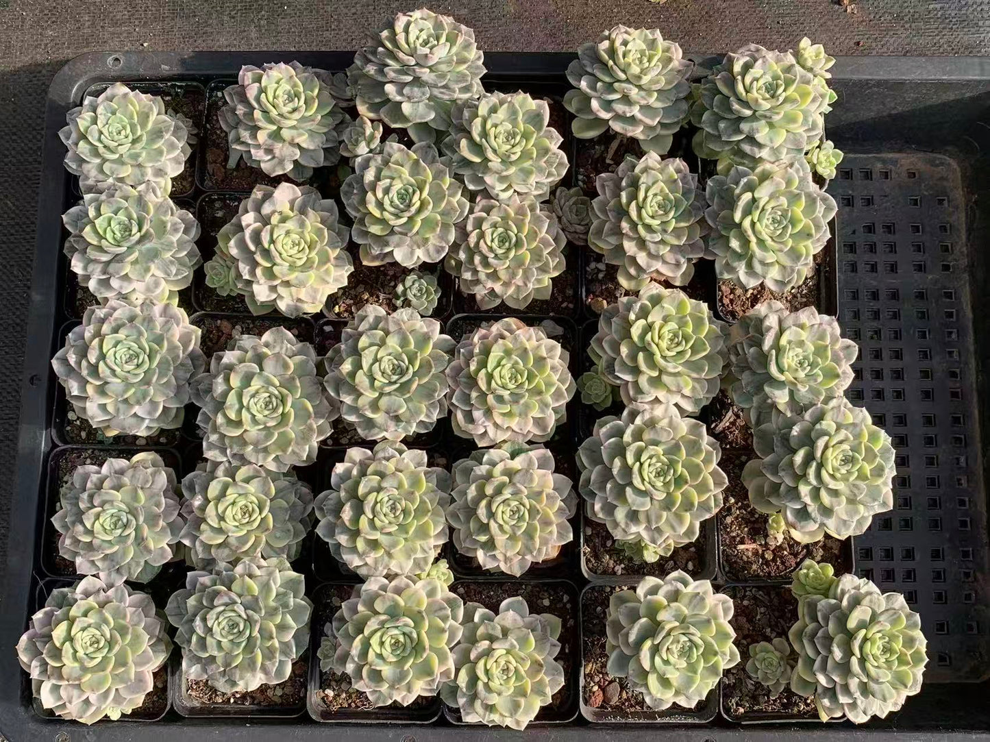 Echeveria Amazing Grace