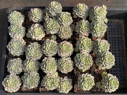 Echeveria Amazing Grace