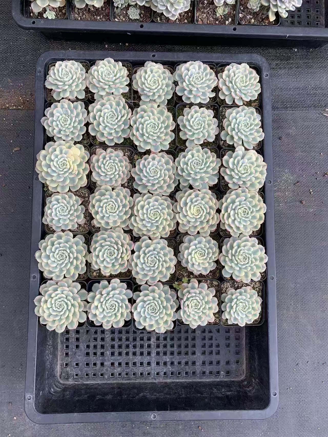 echeveria tinkerball variegated