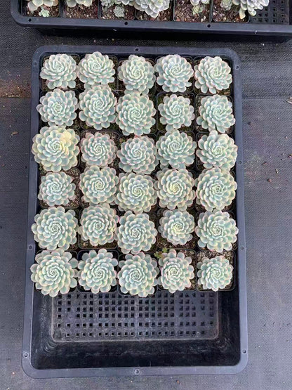 echeveria tinkerball variegated