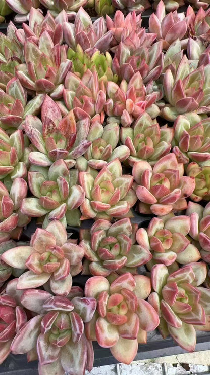 Echeveria ‘Terio’ Variegated