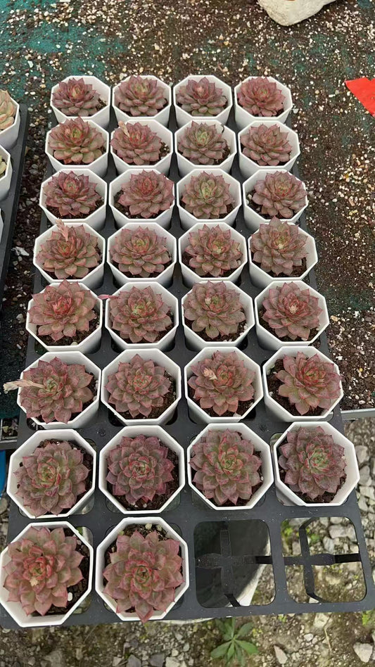 Echeveria ‘Beehouse