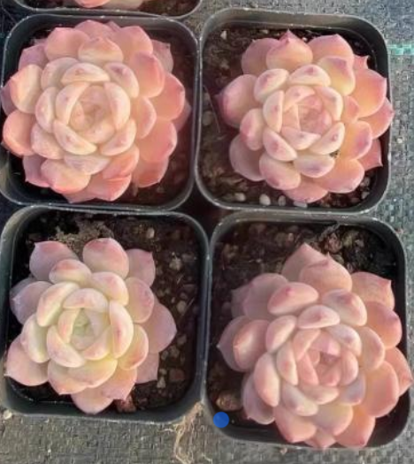 Echeveria ‘Pink Monroe