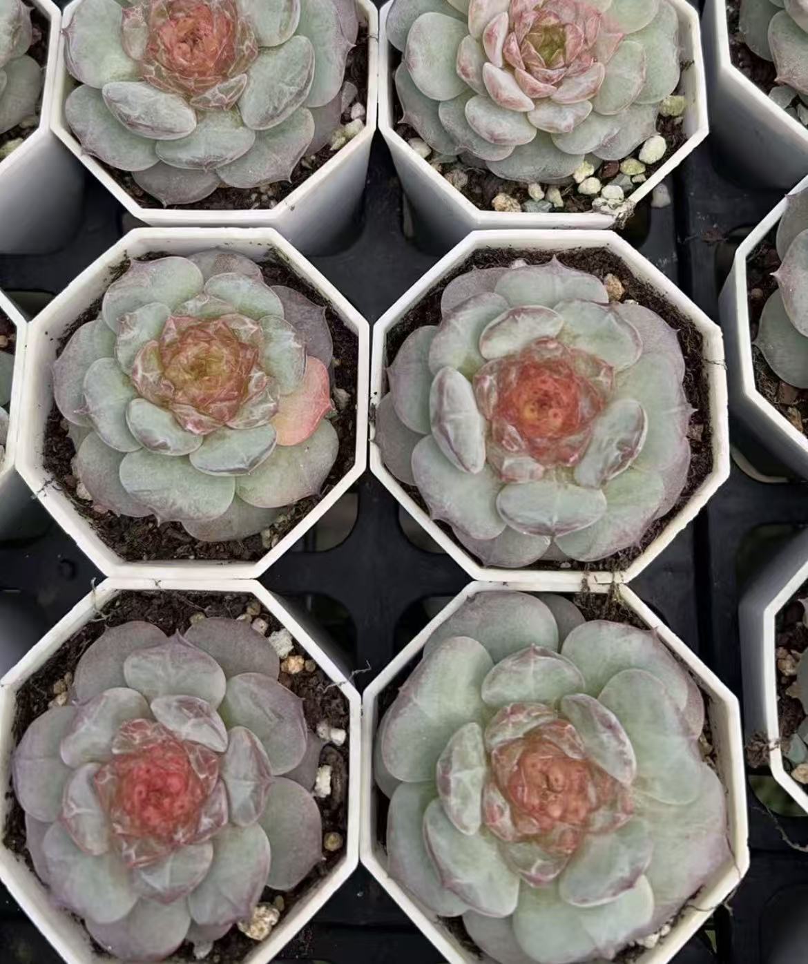 Echeveria StarLight Jenny