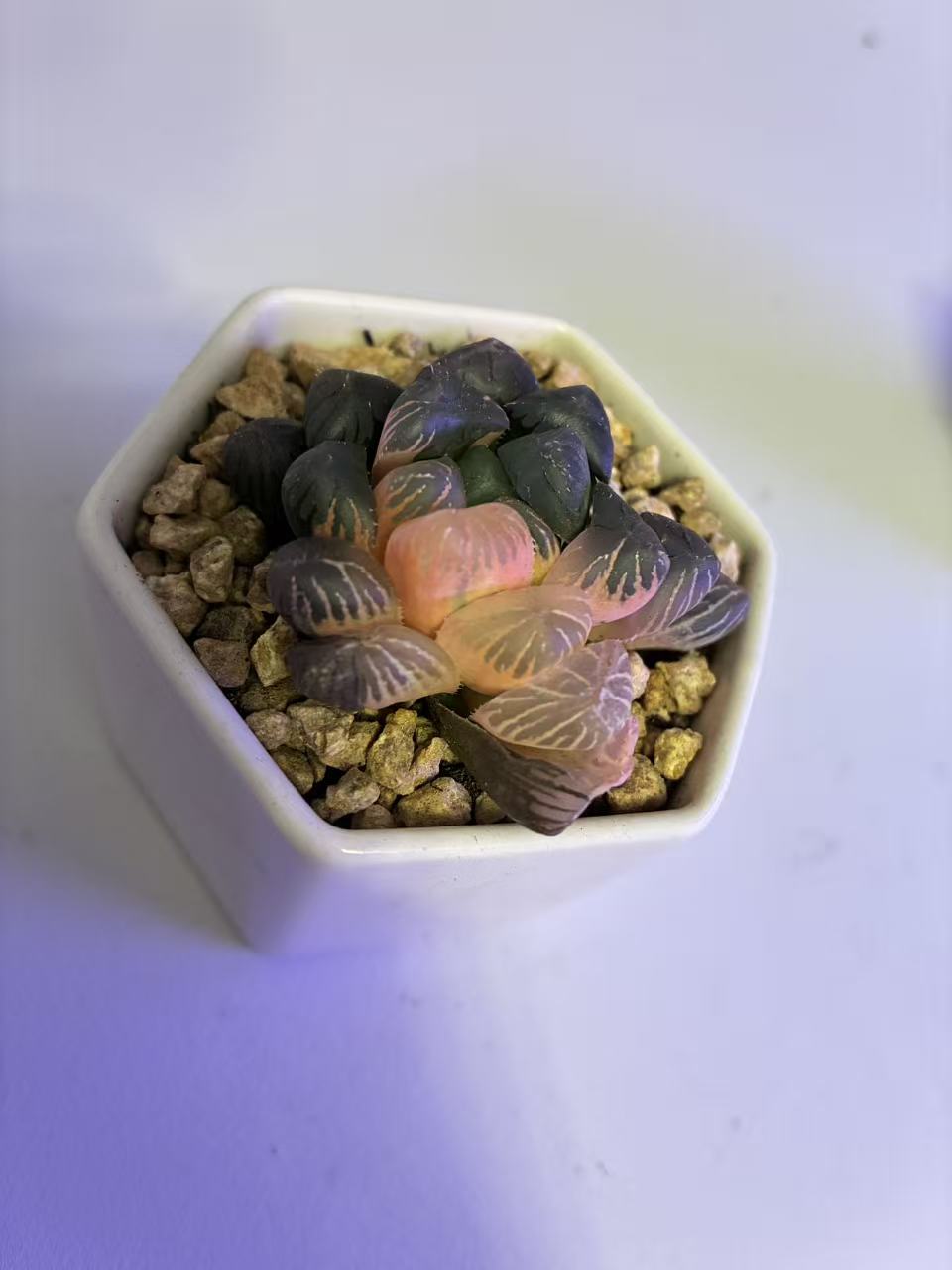 Haworthia Cooperi Ice Lantern var