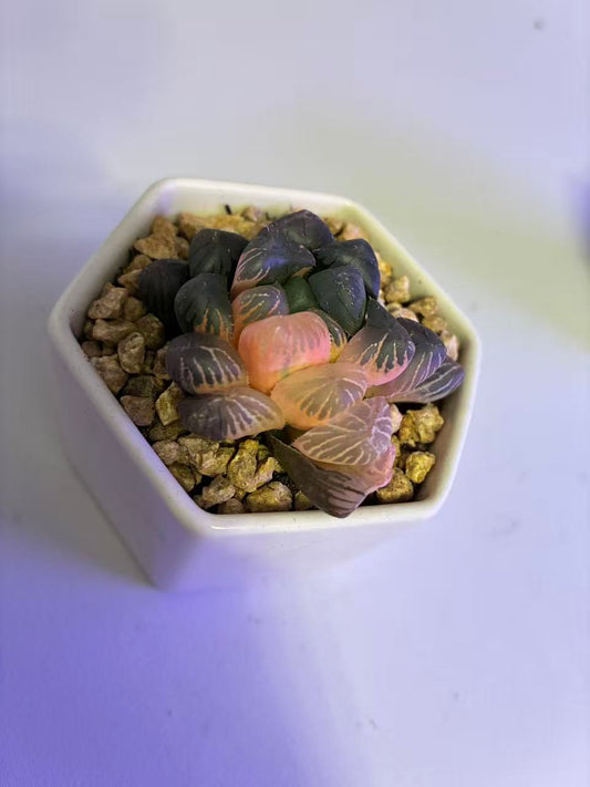 Haworthia Cooperi Ice Lantern var