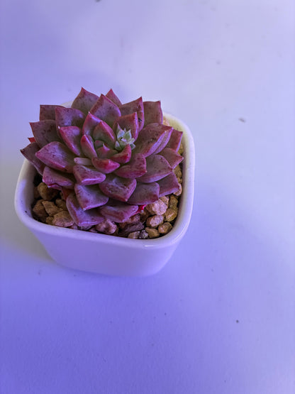 Echeveria ‘Beehouse