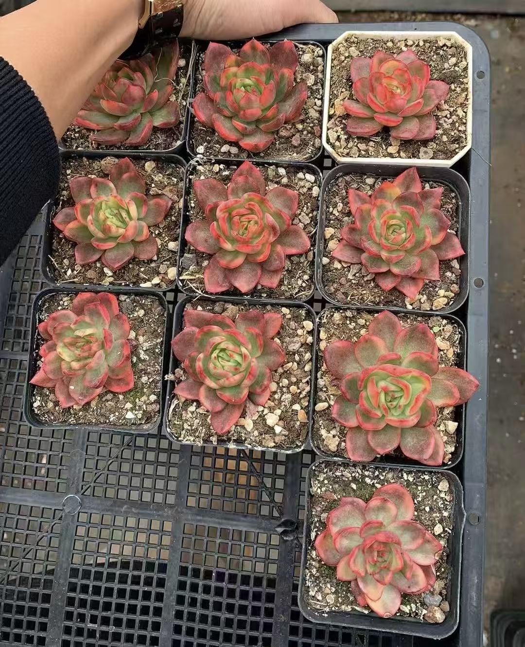 Echeveria ‘Fire Sacrifice’ Variegated