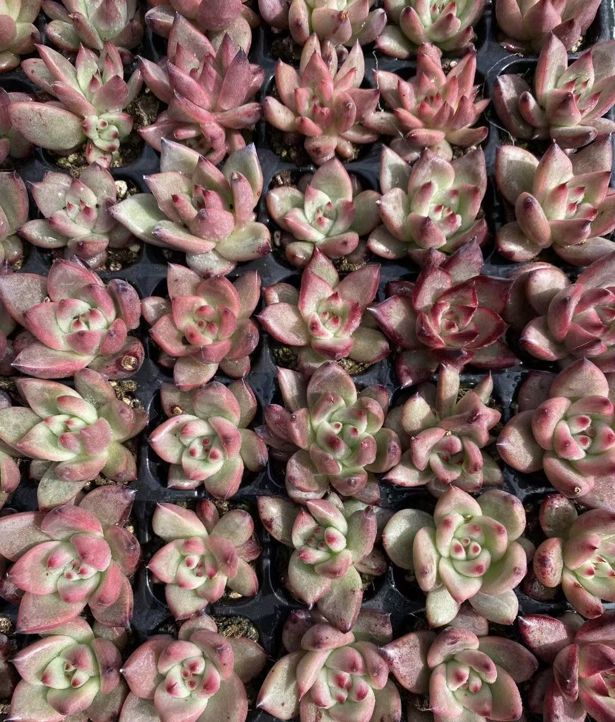 Echeveria ‘Terio’ Variegated