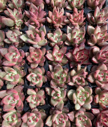 Echeveria ‘Terio’ Variegated