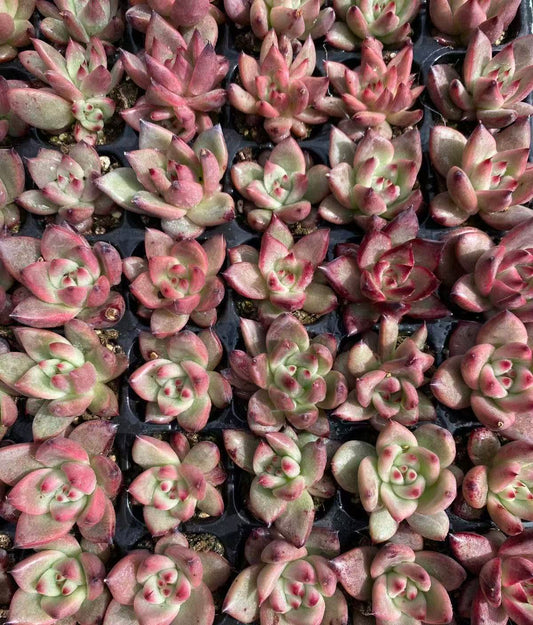 Echeveria ‘Terio’ Variegated