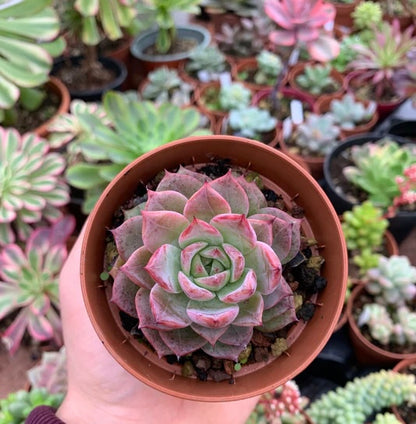 Echeveria ‘Pink Aurora’ 