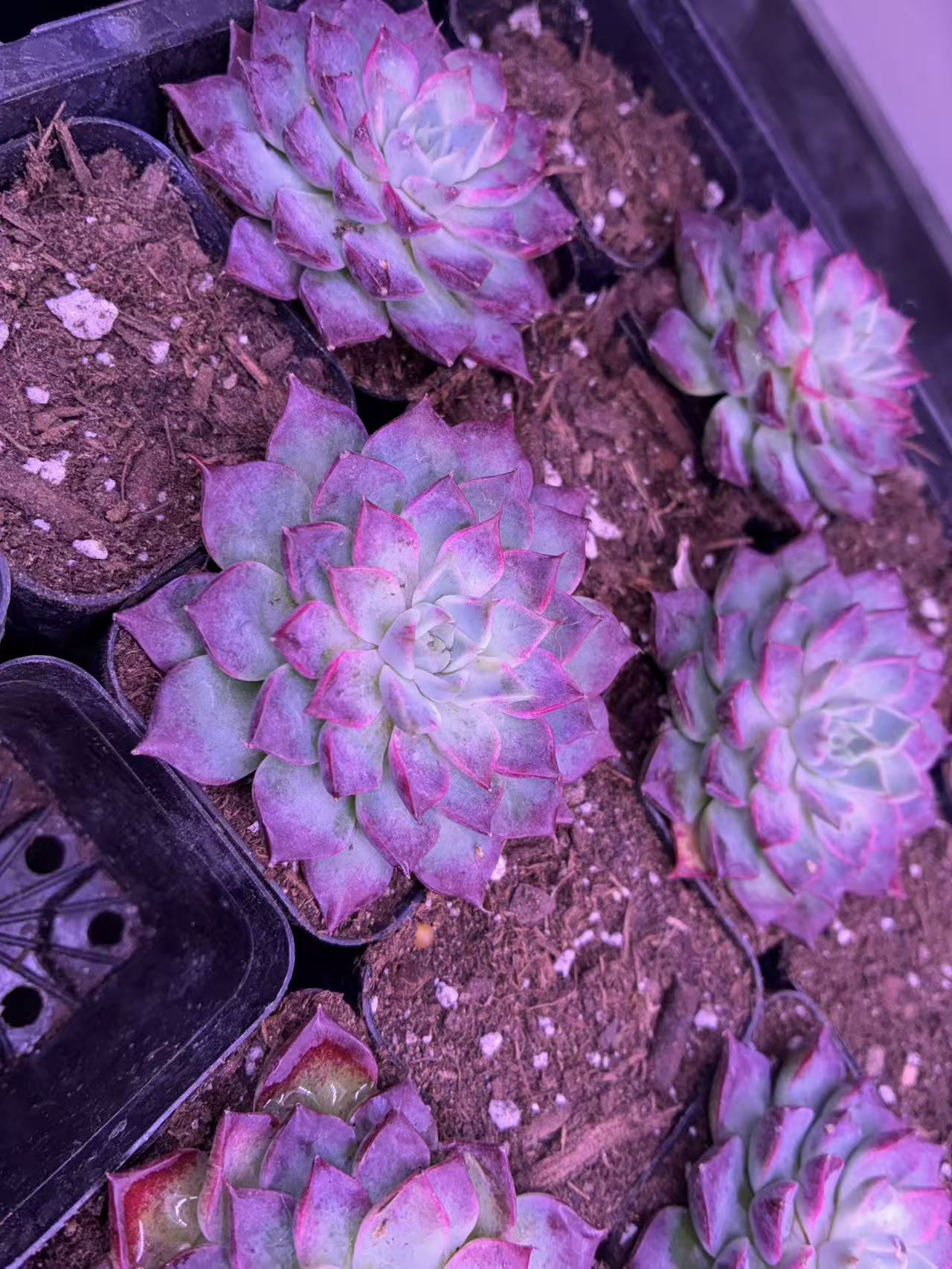 Echeveria ‘Blue Apple’ Variegated