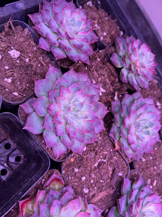 Echeveria ‘Blue Apple’ Variegated