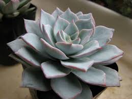 Echeveria peacockii