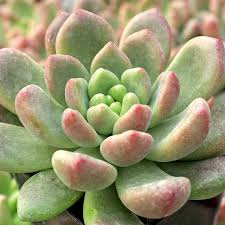 Cremneria 'Expatriata'