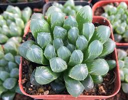 Haworthia cooperi var. dielsiana