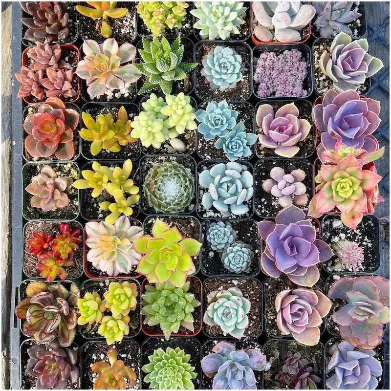Mystery Succulent Box