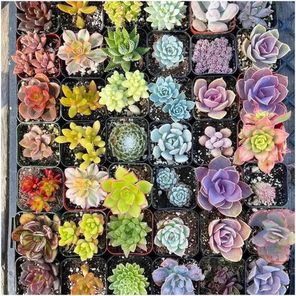 Mystery Succulent Box