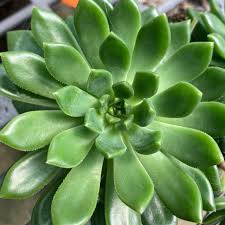 Echeveria 'Emerald Ripple'