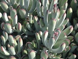 Cotyledon orbiculata 'Happy Young Lady'