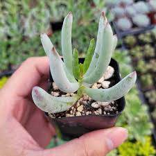Cotyledon orbiculata 'Happy Young Lady'