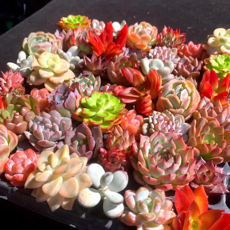 Mystery Succulent Box