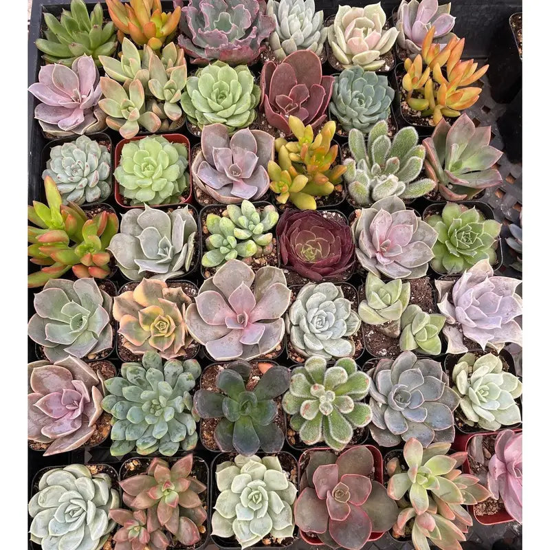 Mystery Succulent Box