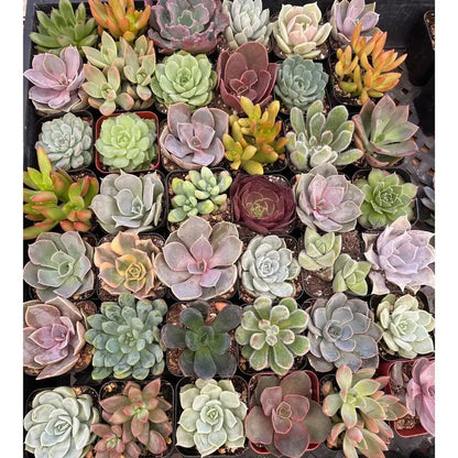 Mystery Succulent Box