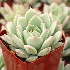 Echeveria 'Mindo Ilin'