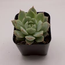 Echeveria 'Mindo Ilin'