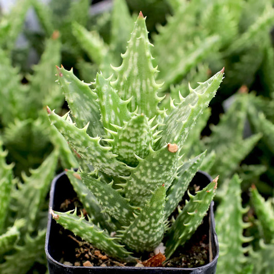 Aloe juvenna 'Tiger Tooth Aloe'