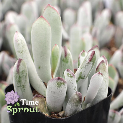 Cotyledon orbiculata 'Happy Young Lady'
