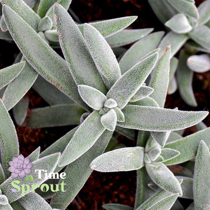 Crassula mesembryanthemoides 'Tenelli'