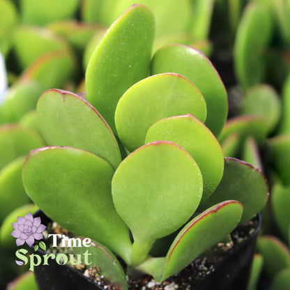 Crassula ovata 'Classic Jade'