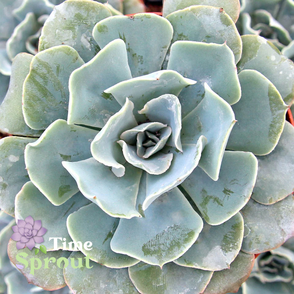 Echeveria 'Blue Ruffles'