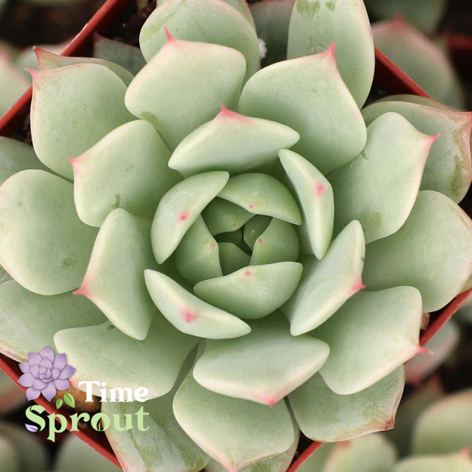 Echeveria 'Mindo Ilin'