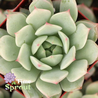 Echeveria 'Mindo Ilin'
