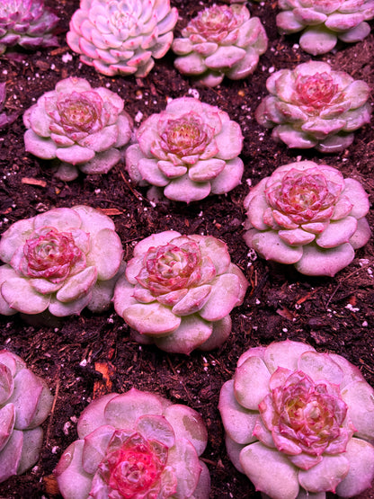 Echeveria StarLight Jenny