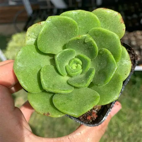 Aeonium 'Lily Pad'