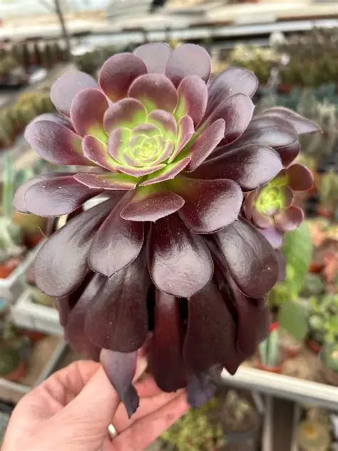 Aeonium arboreum 'Atropurpureum'