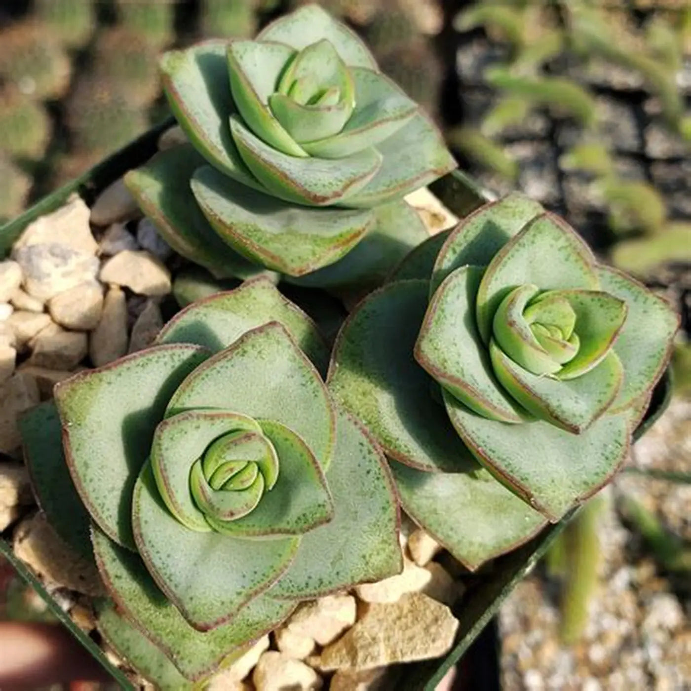 Crassula x perforata 'Ivory Towers'