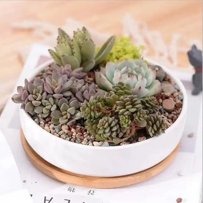 Waterdrop Succulent Pot - 6.3" Modern White Ceramic Planter with Bamboo Tray