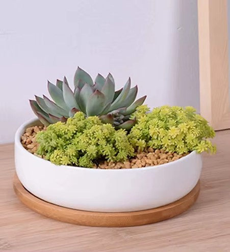 Waterdrop Succulent Pot - 6.3" Modern White Ceramic Planter with Bamboo Tray