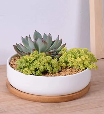 Waterdrop Succulent Pot - 6.3" Modern White Ceramic Planter with Bamboo Tray