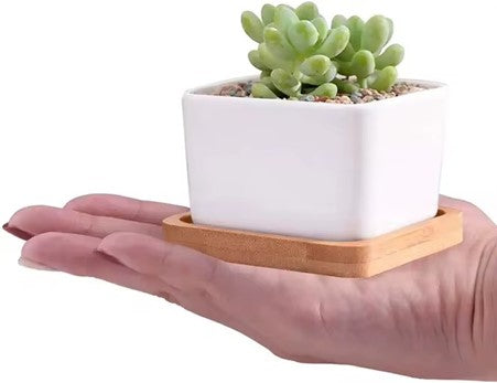 New simple white bamboo potted succulent plant with square tray table, suitable for home or garden pots.