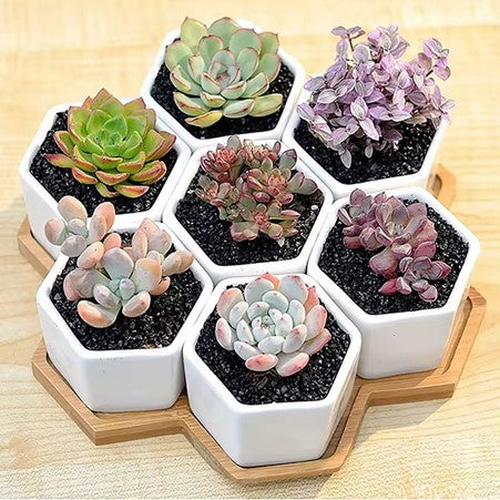 7-Piece Hexagonal Ceramic Mini Succulent Pots with Large Bamboo Tray, for Bookshelf Windowsill Garden Use